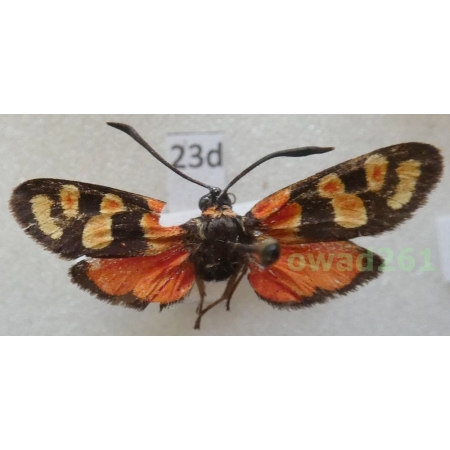 Zygaena cocandica Erschoff, 1874 Tadjikistan23d